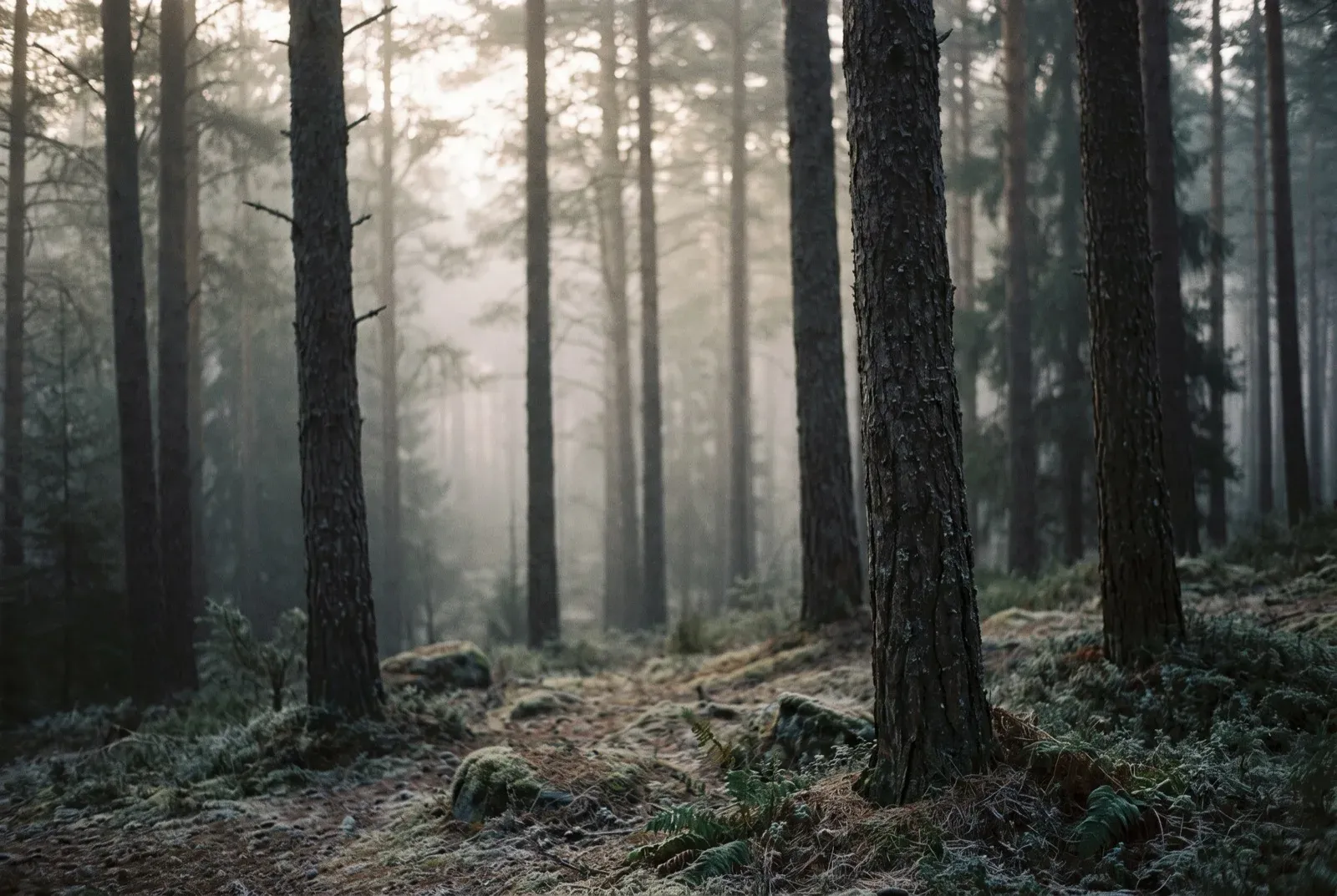 A still pine forest at first light, dark trunks receding into pale fog.